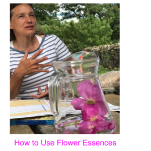 How to use Elixir floral