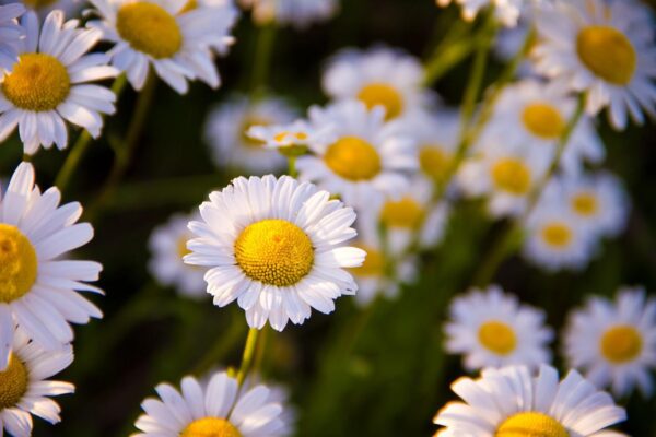 chamomile, summer, flowers-1261795.jpg
