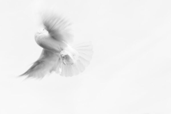 dove, pigeon, innocence-893526.jpg