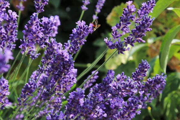 lavender fields, violet, pollination-4309707.jpg