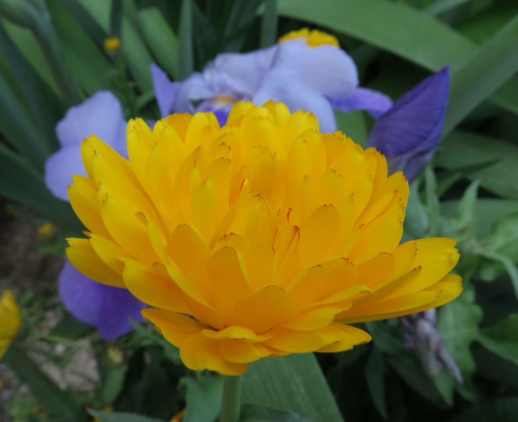 Calendula great remedy for wounds