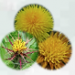Blessed Thistle, Dandelion, Pretty Thistle